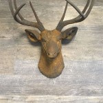Decorating With Wall Mount Deer Heads: A Comprehensive Guide